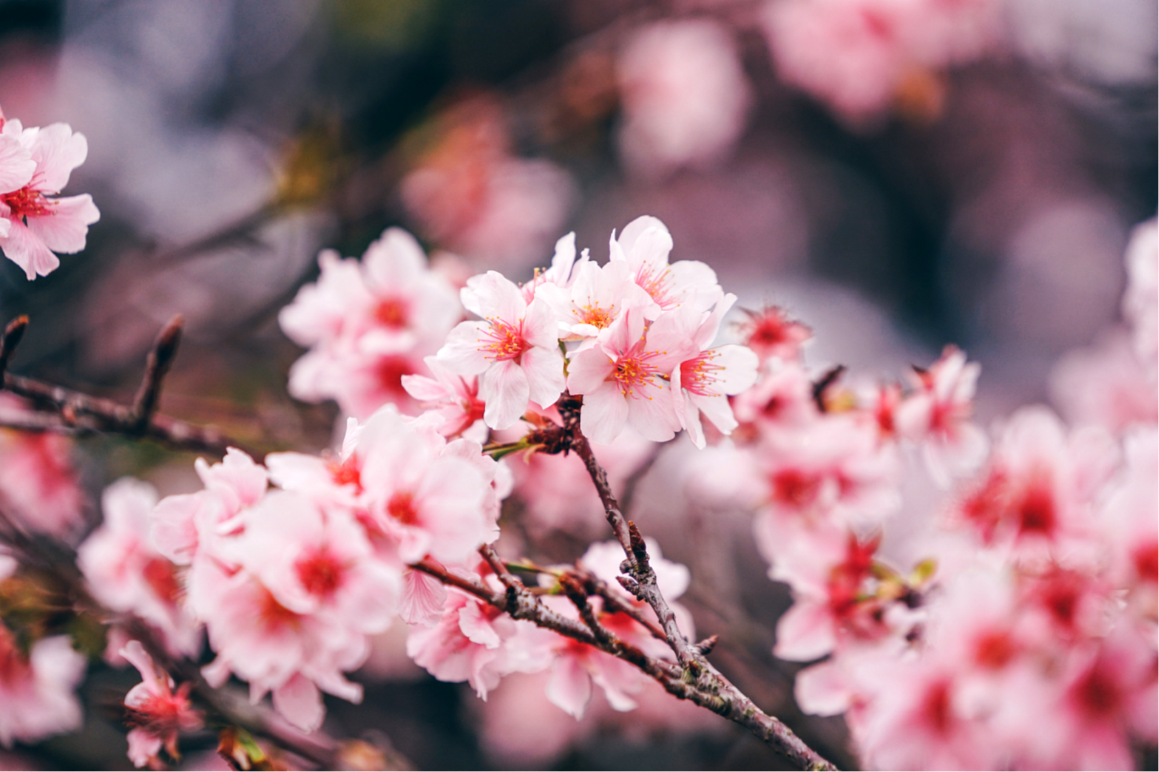 水肥一體化 水肥一體化
